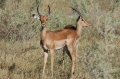 Two impala buck 2 